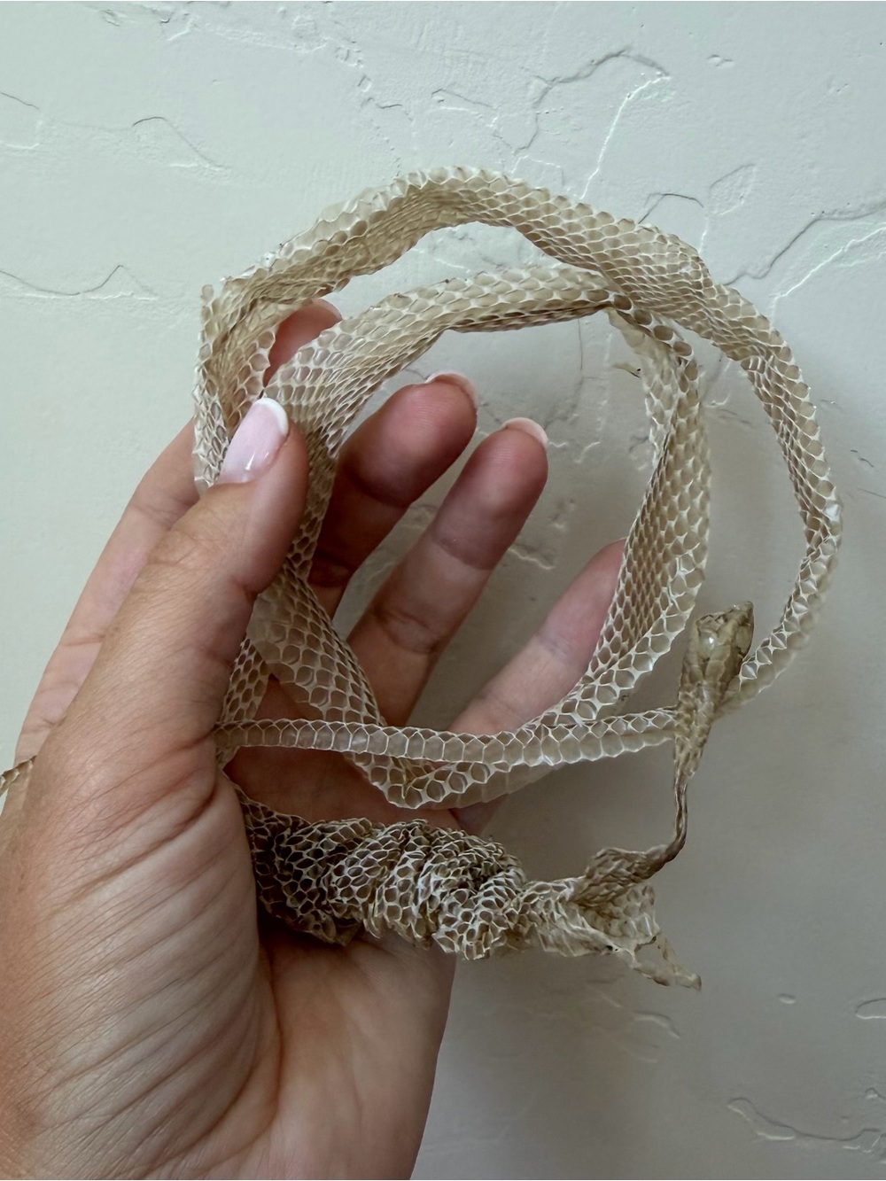 Real Garter Snake Shed Skin | Natural Reptile Molt | Taxidermy, Jewelry, Science